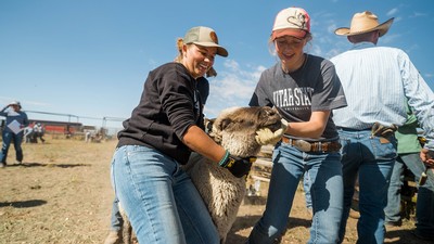 sheep-day-2 women